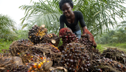 GOLDEN STAR OIL PALM PLANTATION (GSOPP)